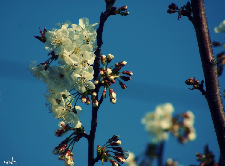 Wallpapers Nature Flowers magnificent tree