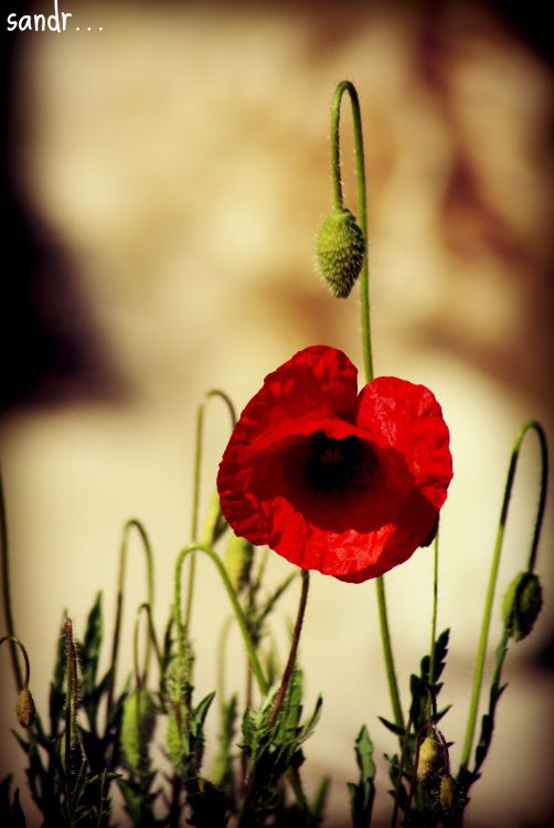 Wallpapers Nature Flowers poppy