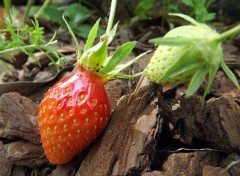  Nature la gariguette fraise