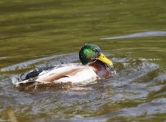  Animaux Colvert au bain ...