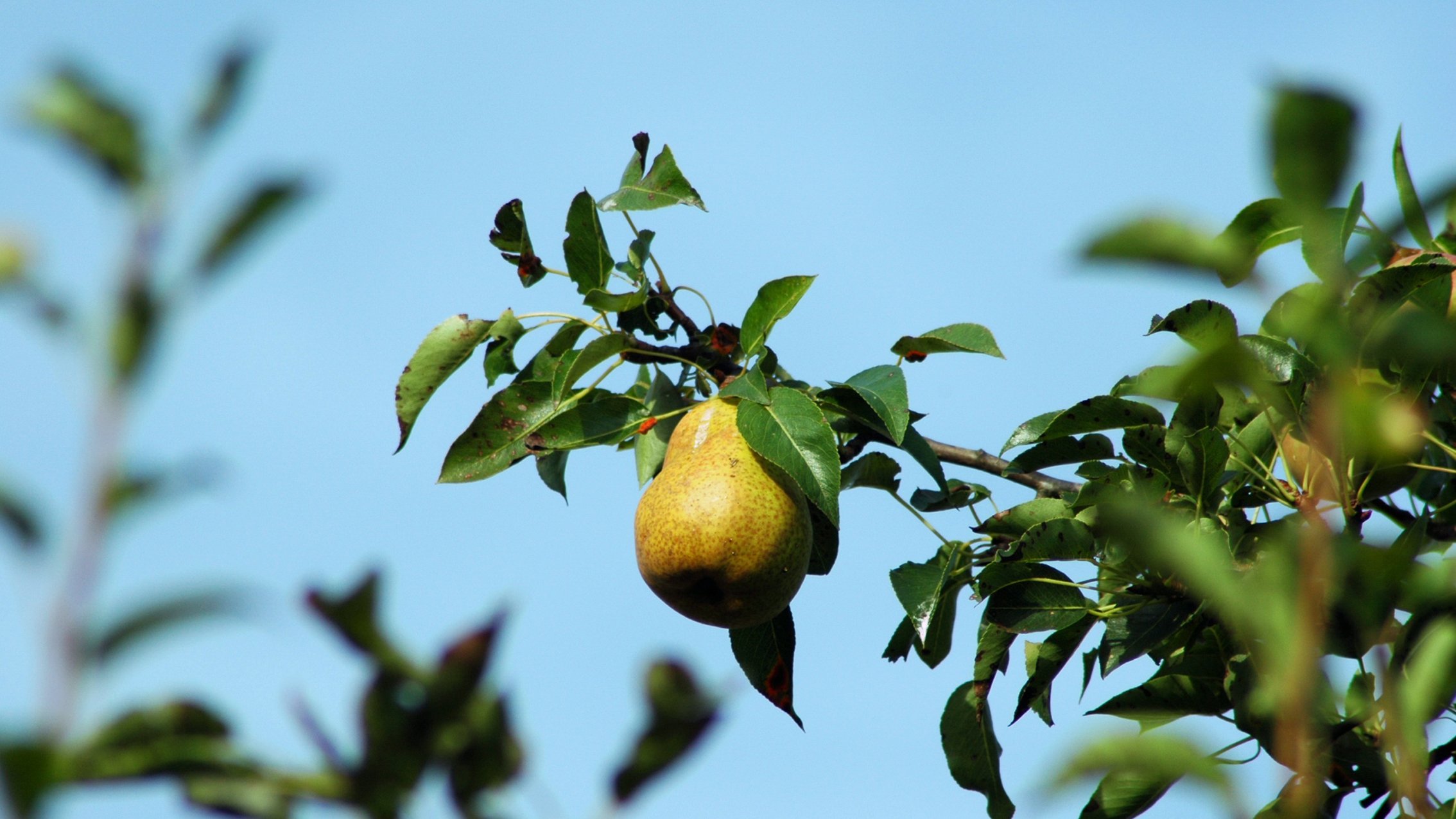 Fonds d'cran Nature Fruits Une poire