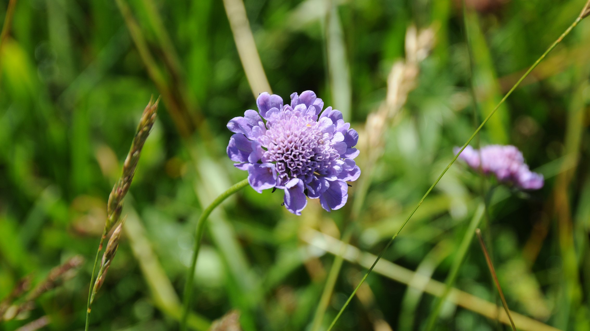 Wallpapers Nature Flowers Gros plant sur les fleurs