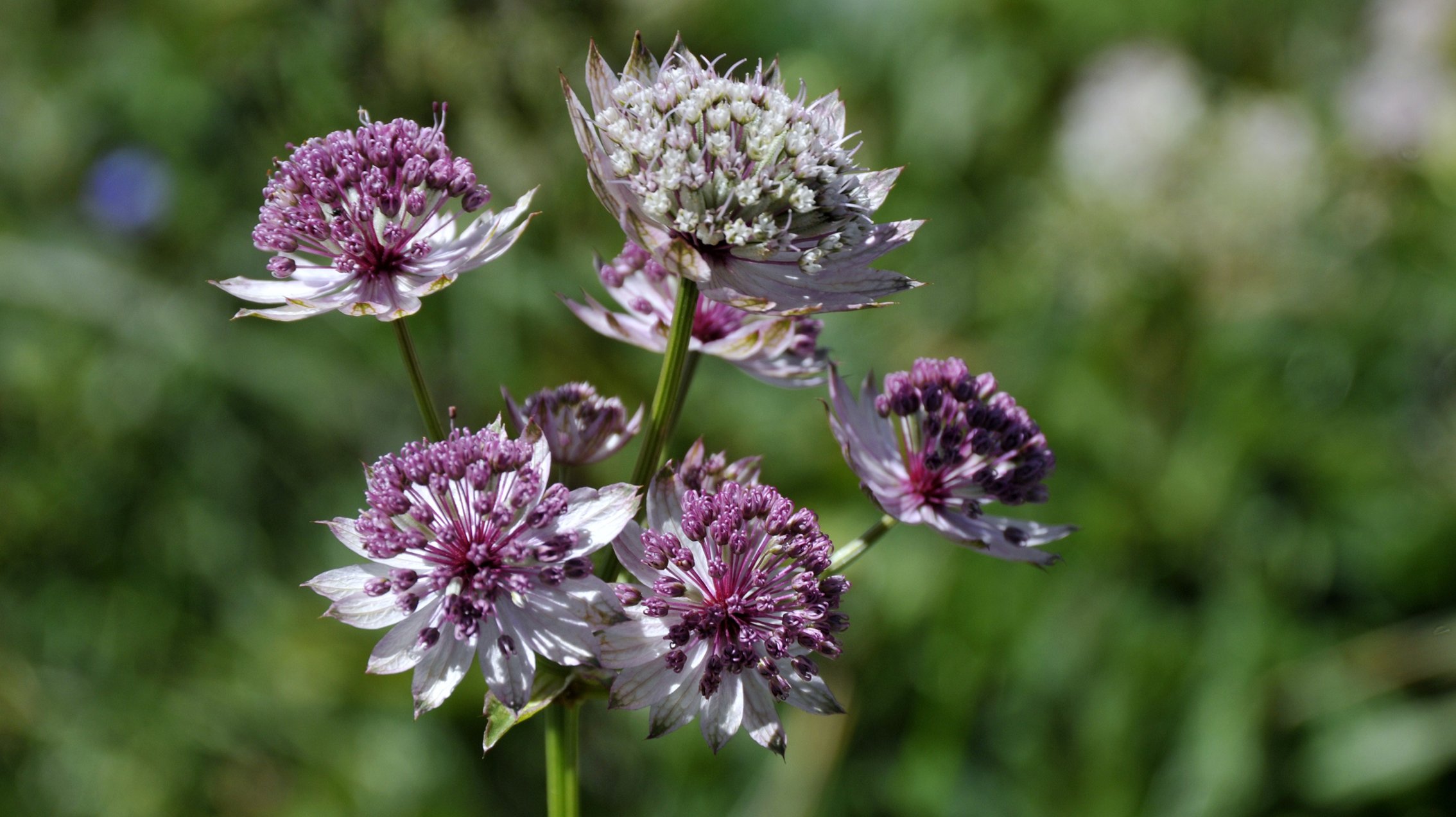 Wallpapers Nature Flowers Gros plant sur les fleurs