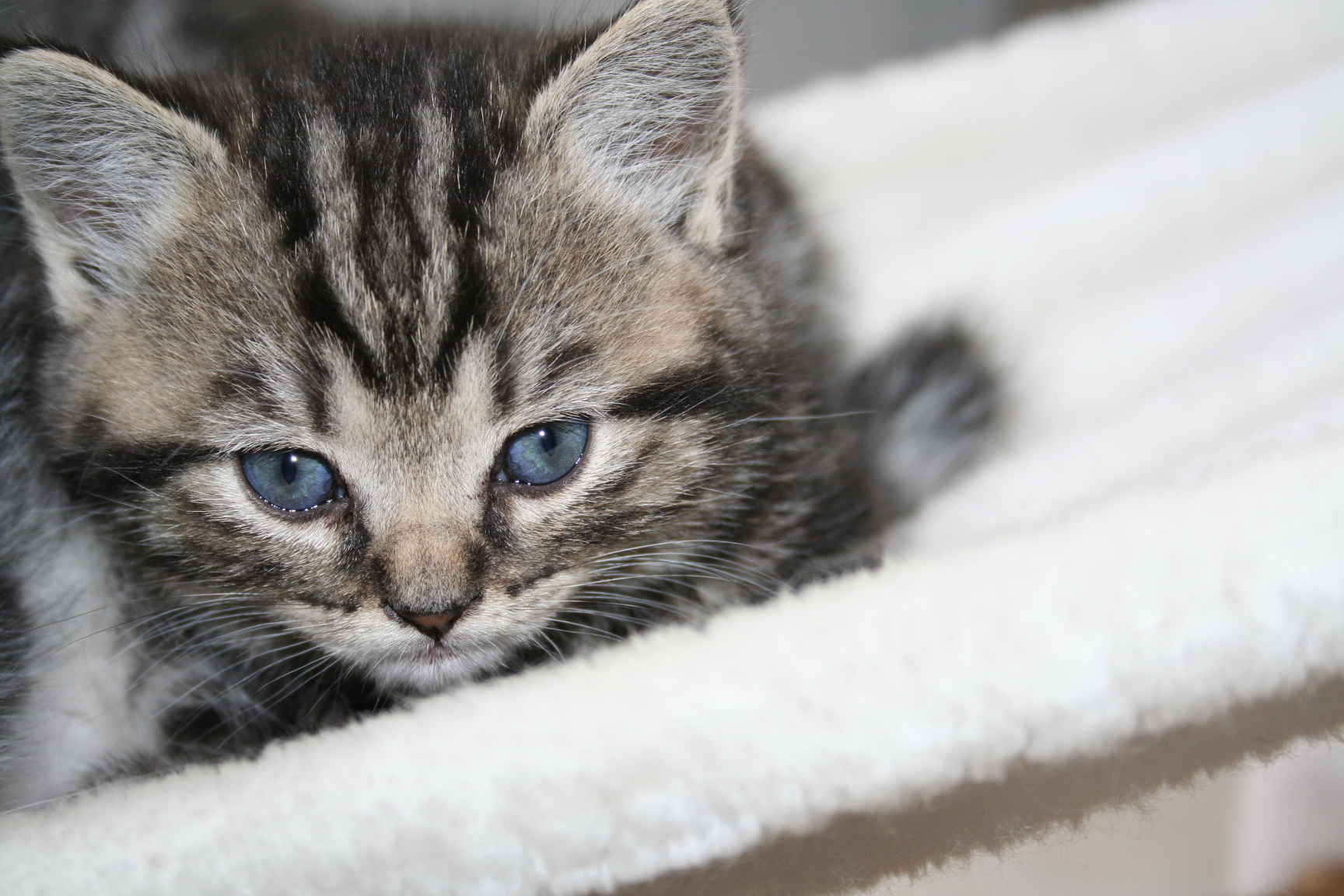 Fonds d'cran Animaux Chats - Chatons je vais faire la sieste