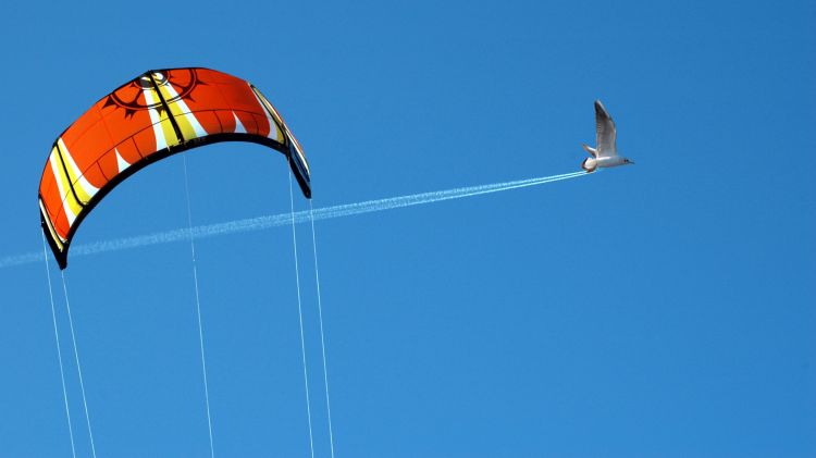 Fonds d'cran Sports - Loisirs Parachutisme L'oiseau  raction