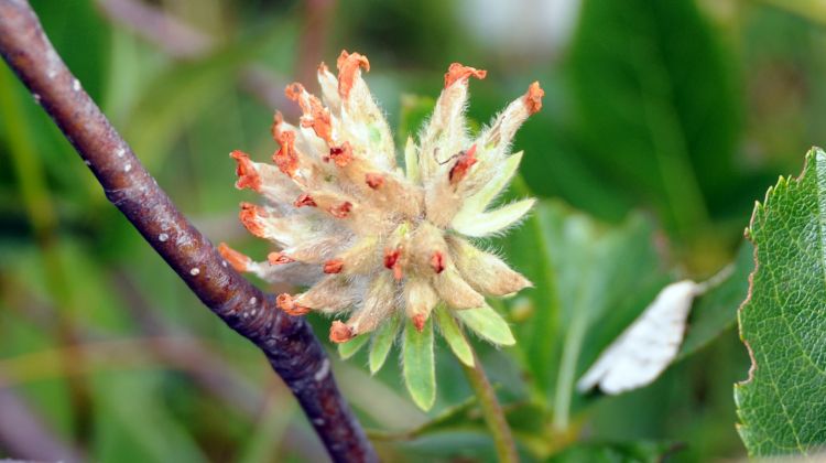 Wallpapers Nature Flowers Gros plant sur les fleurs