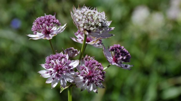 Fonds d'cran Nature Fleurs Gros plant sur les fleurs