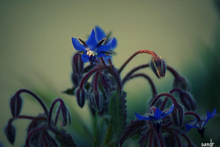 Wallpapers Nature Flowers blue nature