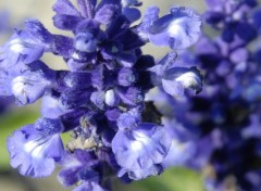  Nature Gros plant sur les fleurs