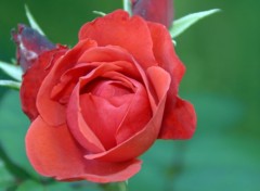  Nature Gros plant sur les fleurs