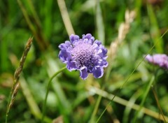  Nature Gros plant sur les fleurs