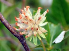  Nature Gros plant sur les fleurs