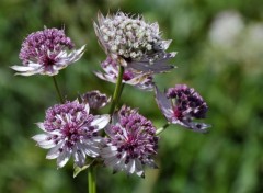  Nature Gros plant sur les fleurs