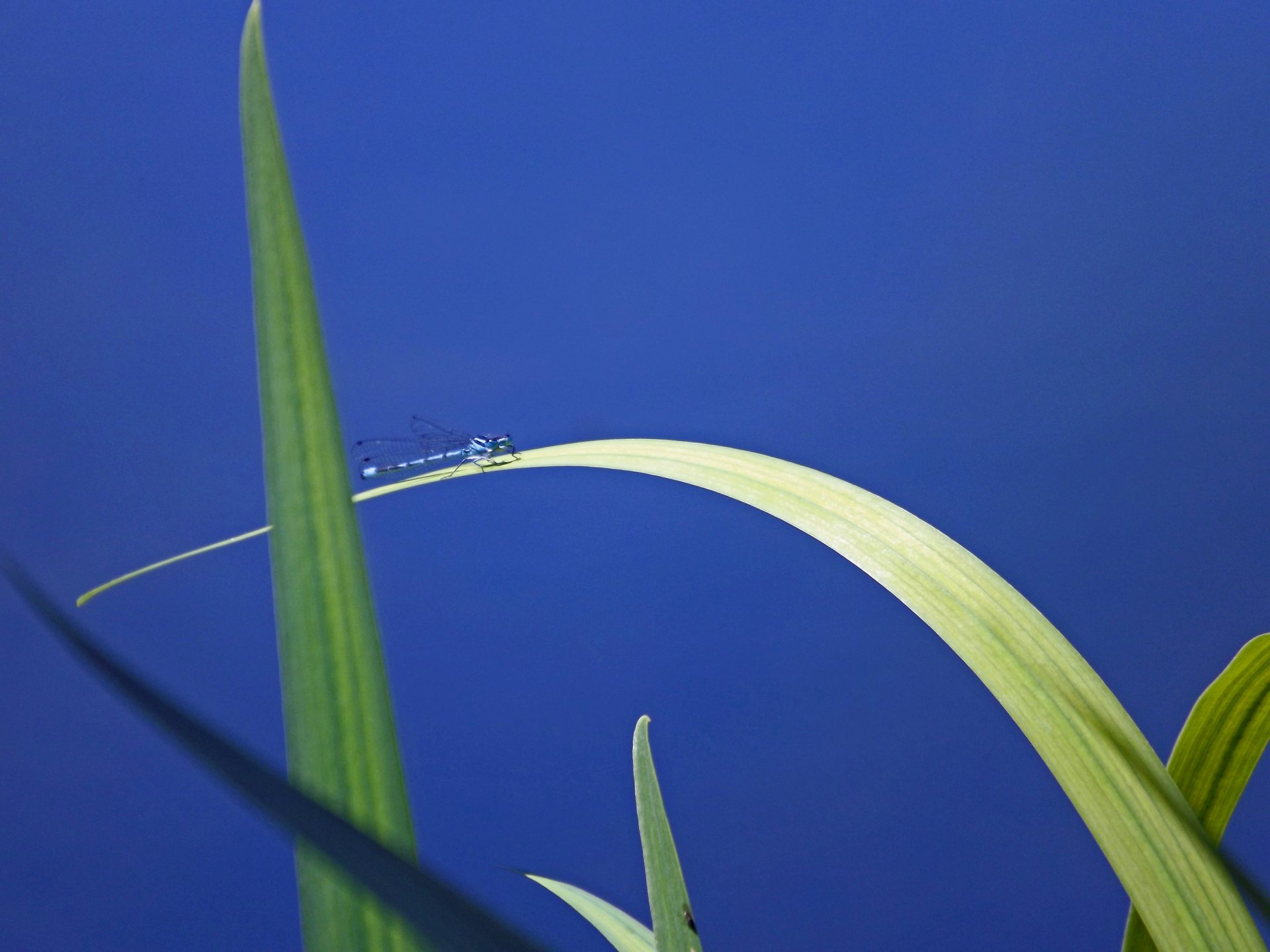 Fonds d'cran Animaux Insectes - Libellules pose sur la feuille