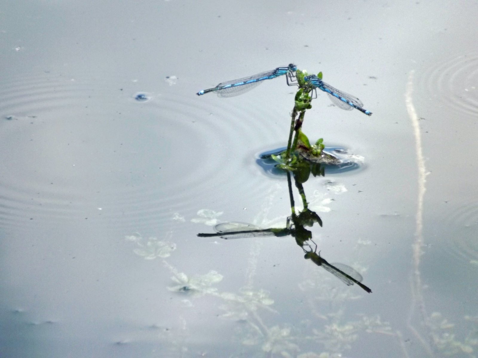 Fonds d'cran Animaux Insectes - Libellules en pleine conversation