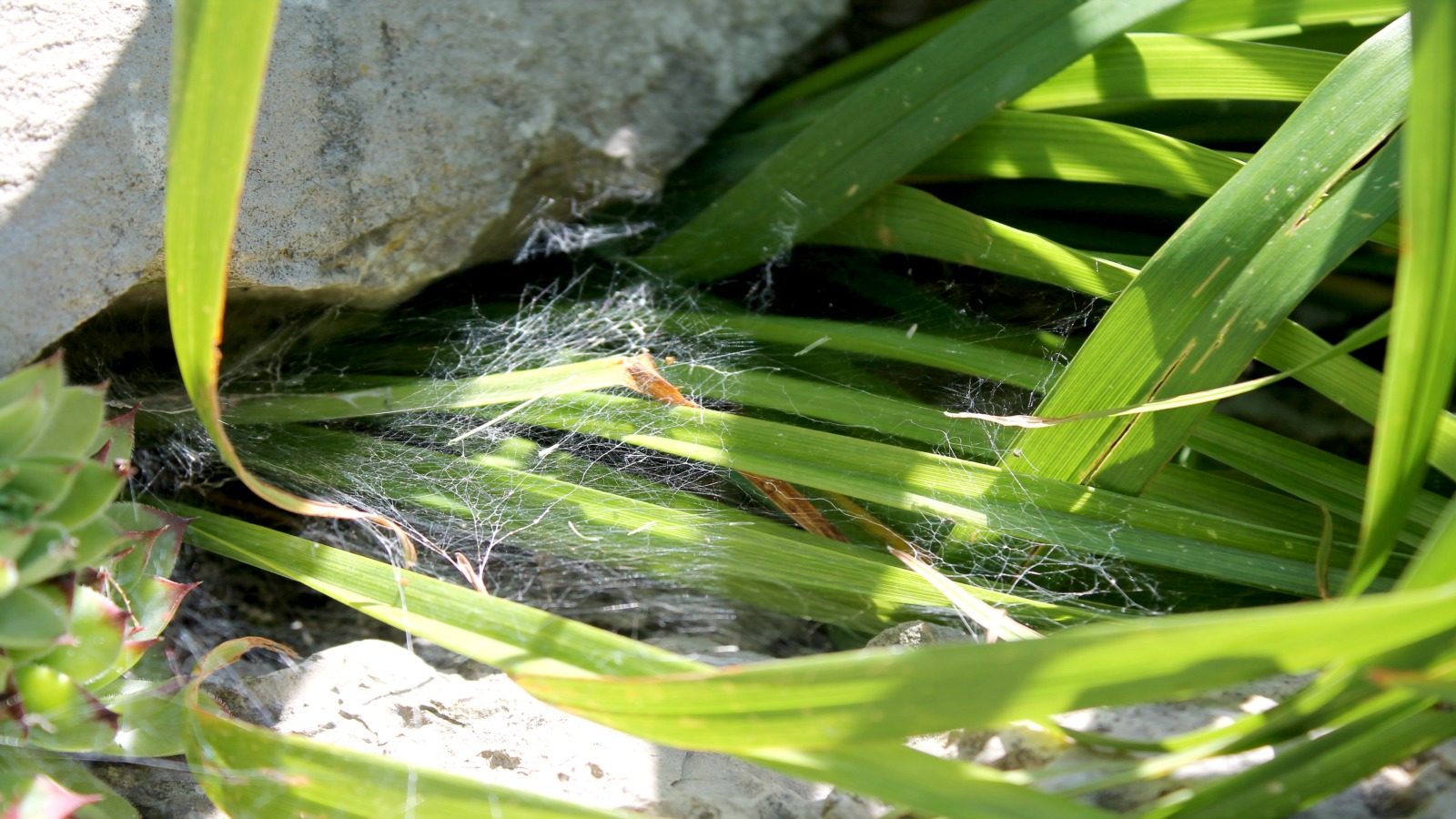 Wallpapers Animals Spiders Le chemin de la vie 