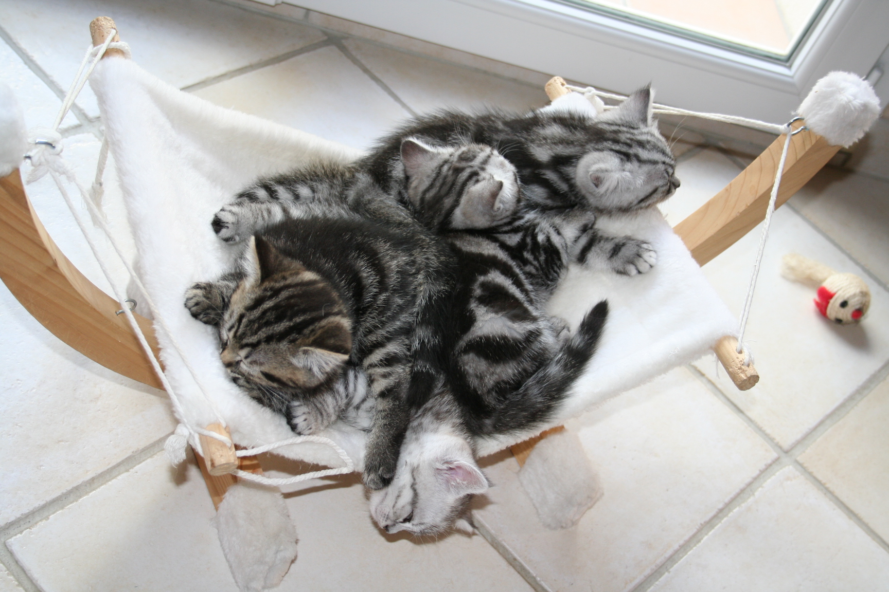 Fonds d'cran Animaux Chats - Chatons quand il y a de la place pour un il y en as pour quatre