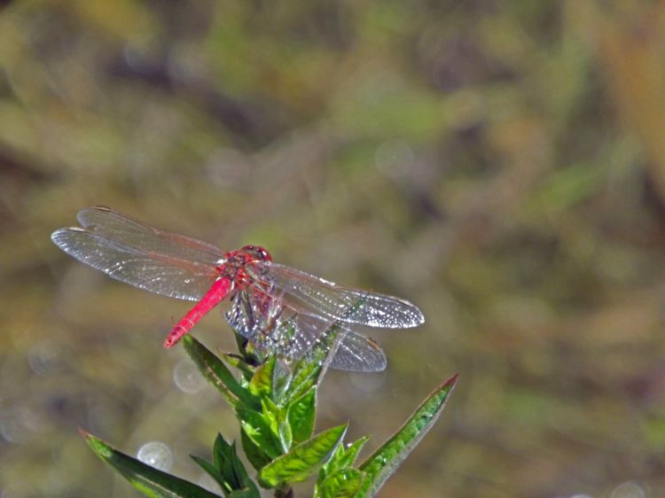 Fonds d'cran Animaux Insectes - Libellules lilbellule rouge