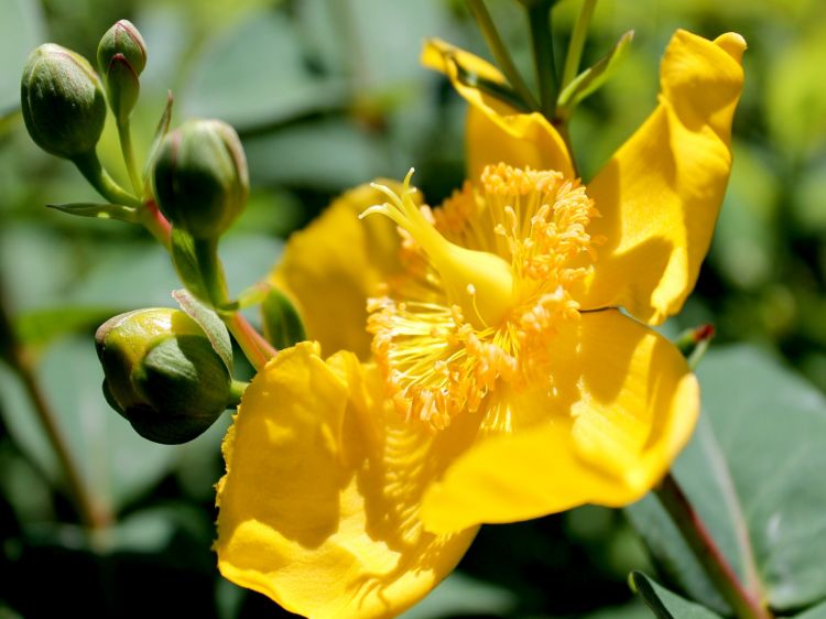 Fonds d'cran Nature Fleurs La couleur du bonheur!