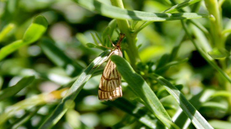 Fonds d'cran Animaux Insectes - Papillons Tout est dans le regard!