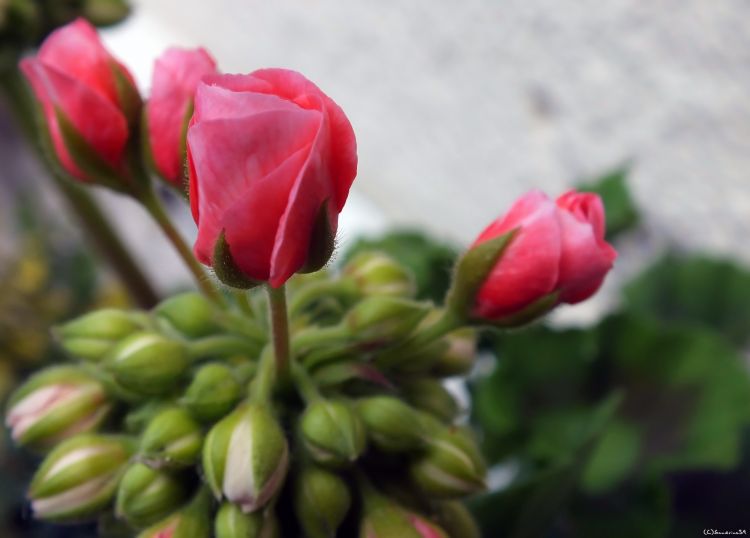 Wallpapers Nature Flowers Granium en boutons