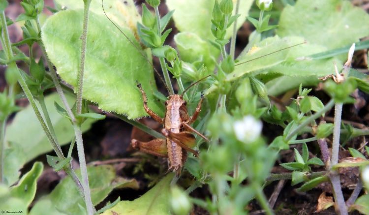 Fonds d'cran Animaux Insectes - Sauterelles et Criquets Criquet insaisissable