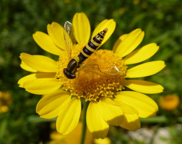 Fonds d'cran Animaux Insectes - Syrphes Syrphidae