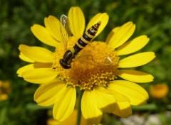  Animaux Syrphidae