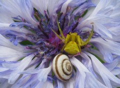  Animaux Misumena vatia