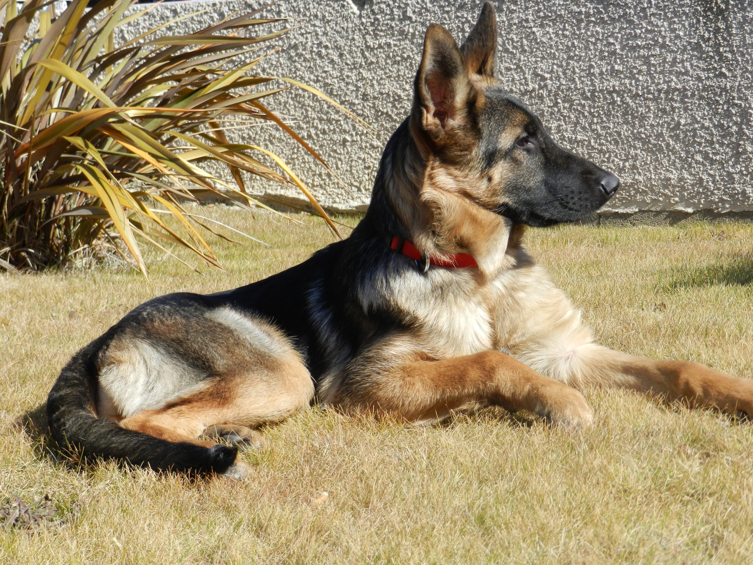 Fonds d'cran Animaux Chiens Berger-Allemand