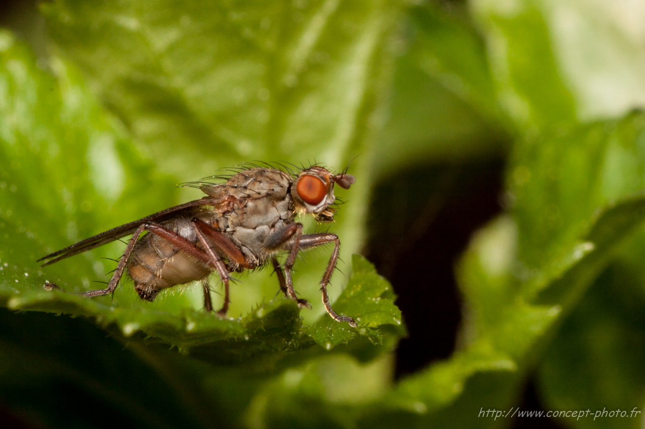 Fonds d'cran Animaux Insectes - Mouches 