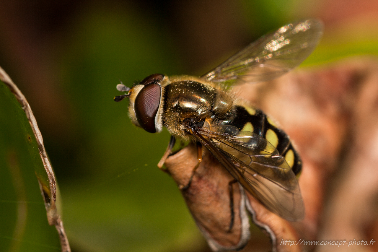 Fonds d'cran Animaux Insectes - Syrphes 