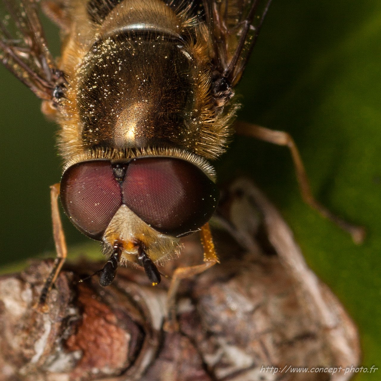 Wallpapers Animals Insectes - Hoverflies 