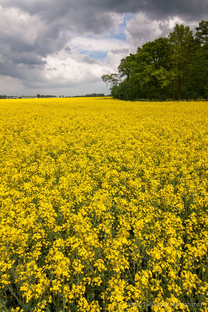 Fonds d'cran Nature Champs - Prairies 