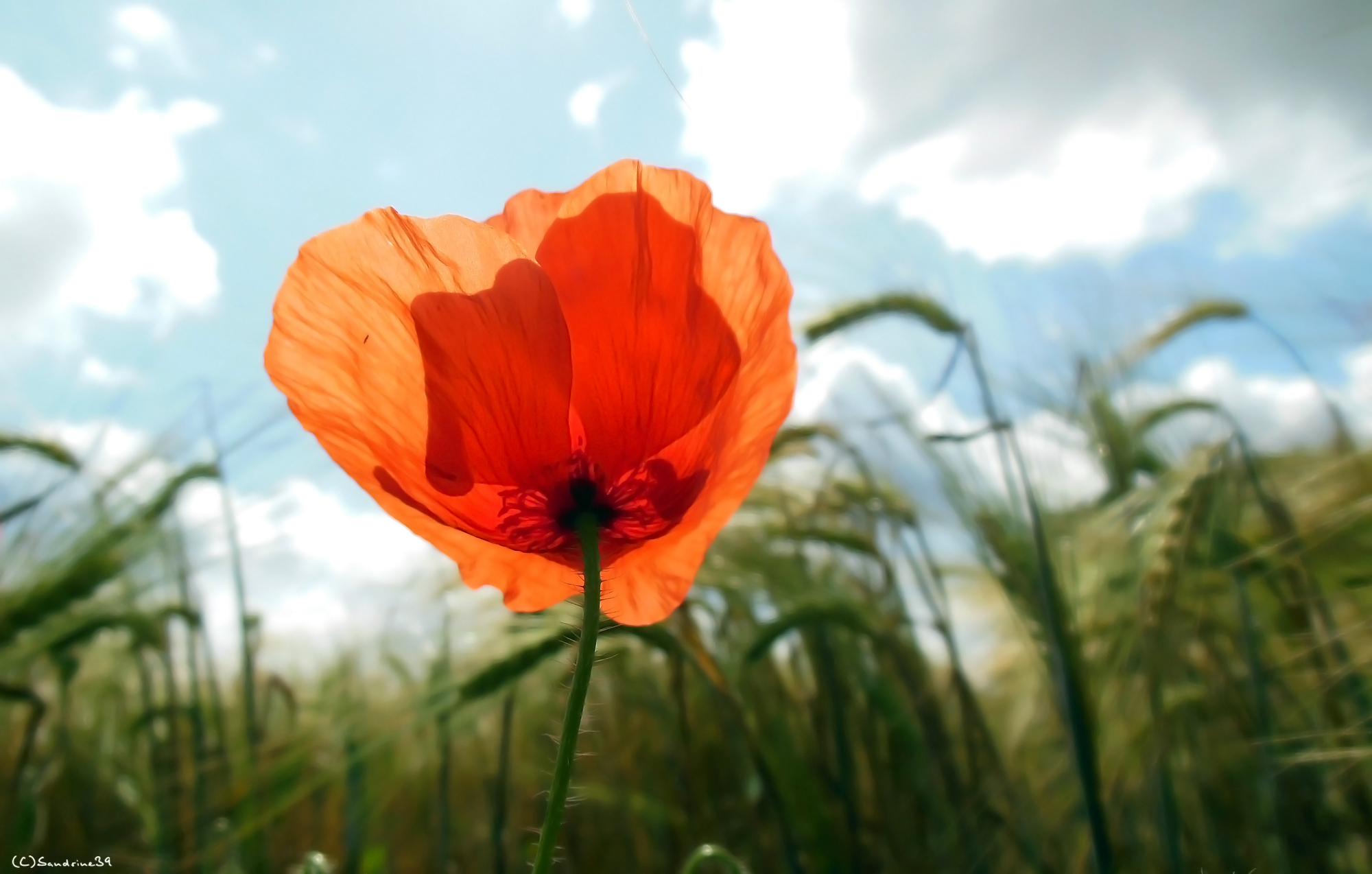 Fonds d'cran Nature Fleurs Contre-jour sur Coquelicot 