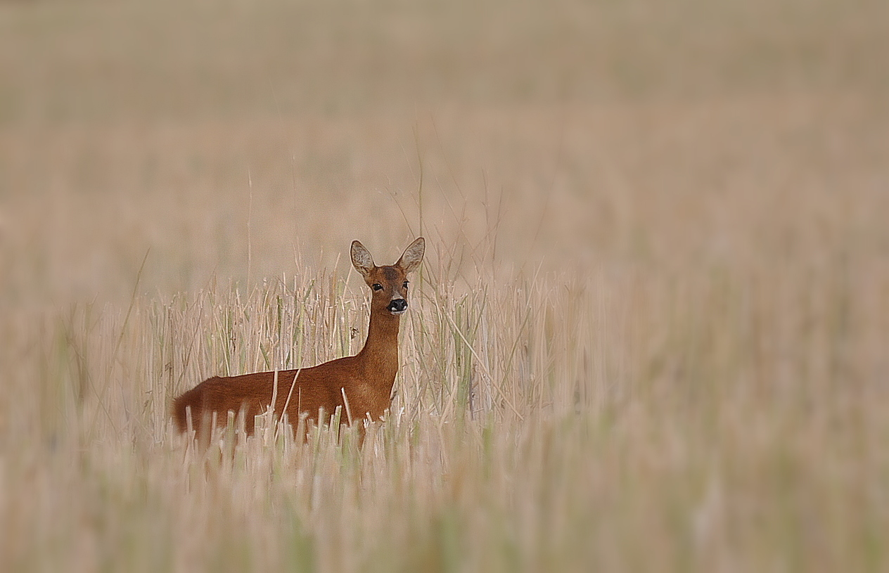 Fonds d'cran Animaux Cervidés Chevrette