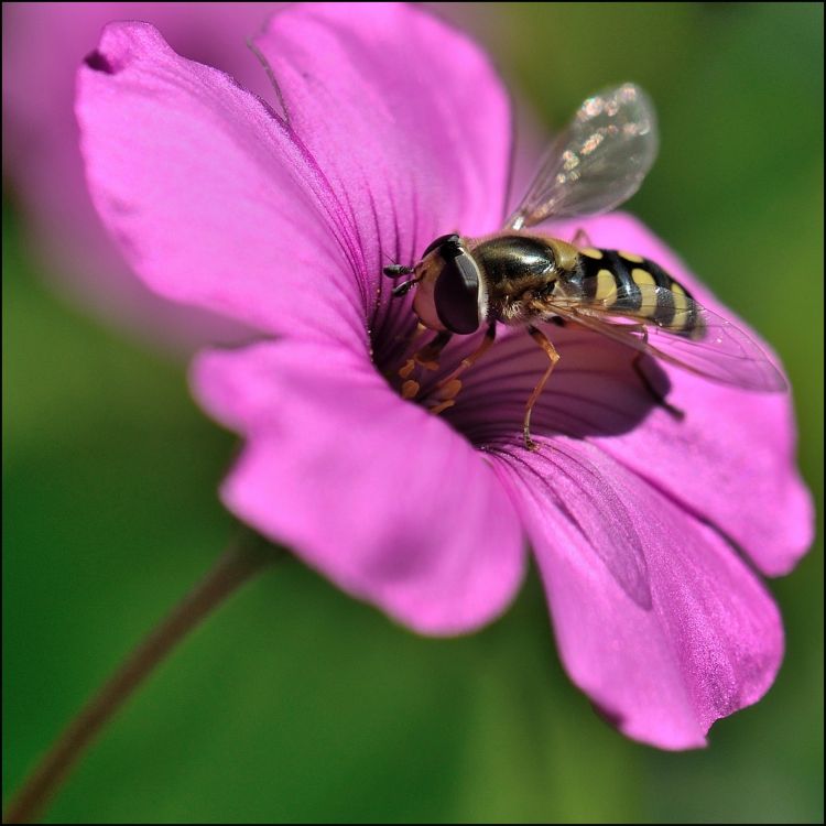 Fonds d'cran Animaux Insectes - Syrphes Syrphe