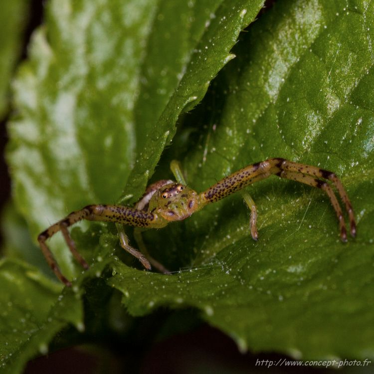 Fonds d'cran Animaux Araignes Wallpaper N304482