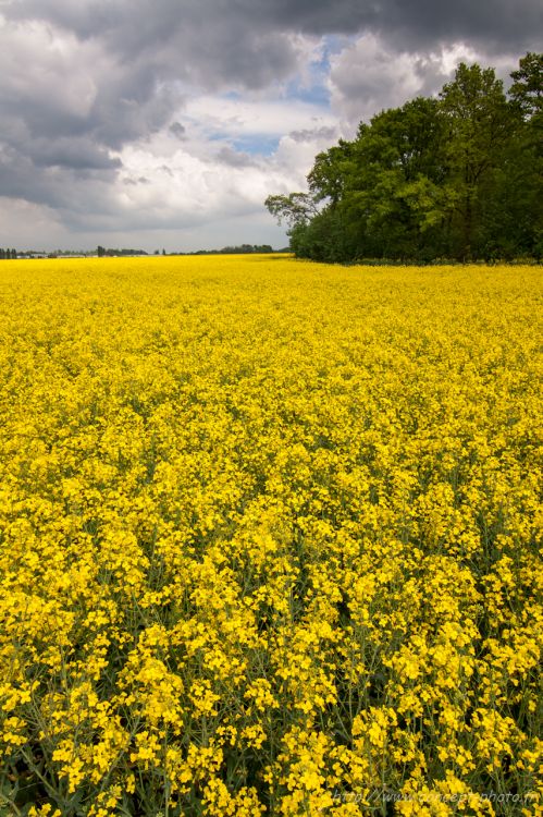 Fonds d'cran Nature Champs - Prairies Wallpaper N304492