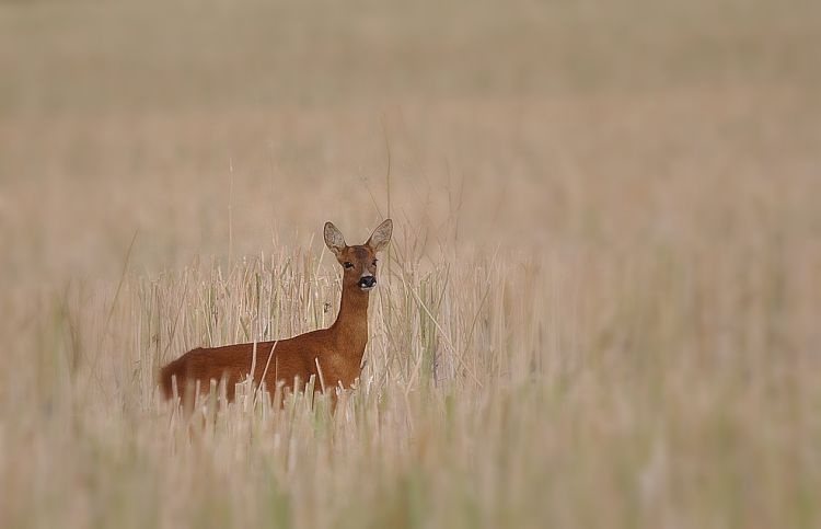 Fonds d'cran Animaux Cervids Chevrette