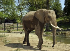  Animaux Elphant d'Afrique