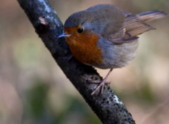  Animaux Rougegorge