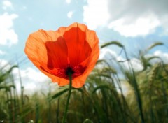  Nature Contre-jour sur Coquelicot 