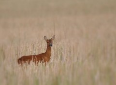  Animaux Chevrette