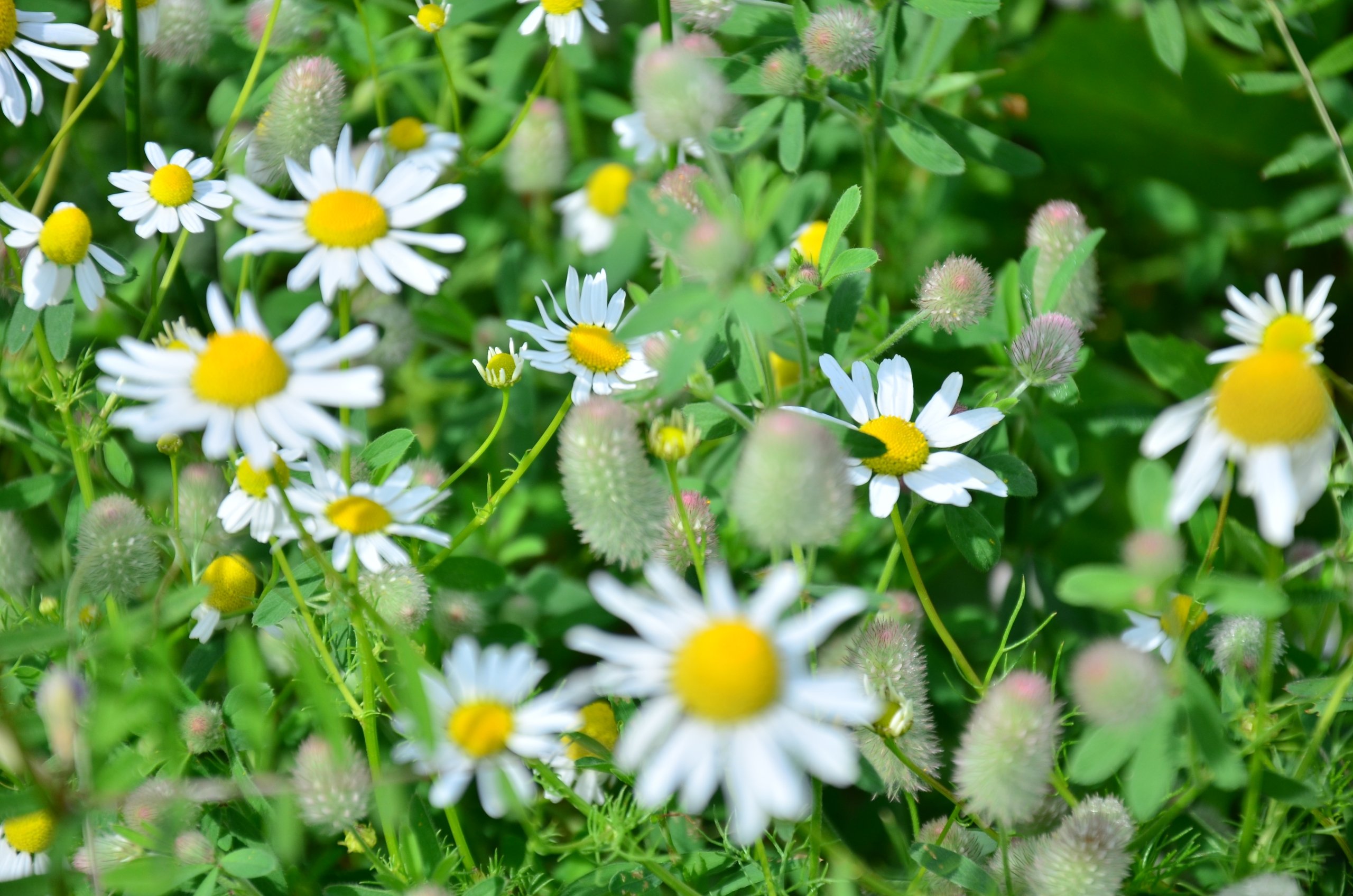 Fonds d'cran Nature Fleurs fleurs des champs 