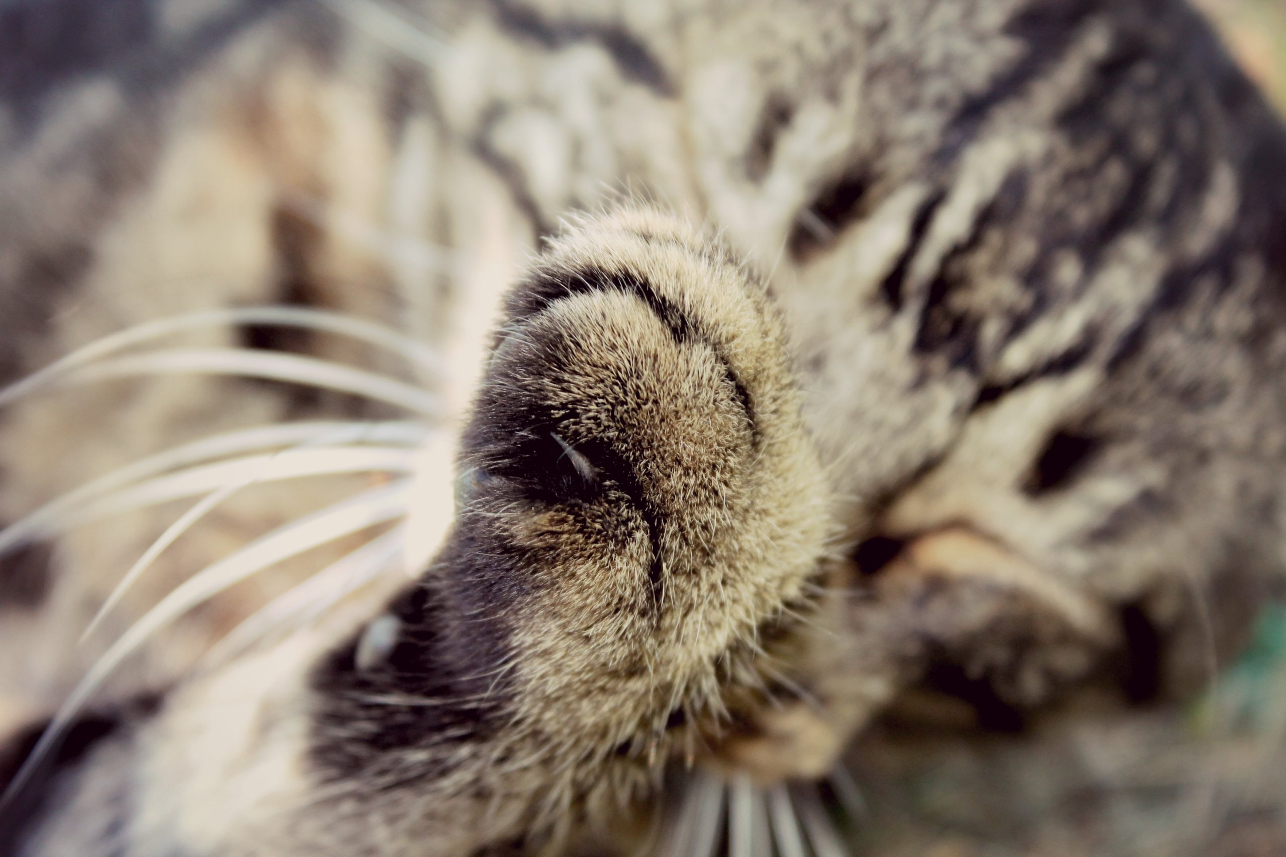 Fonds d'cran Animaux Chats - Chatons 