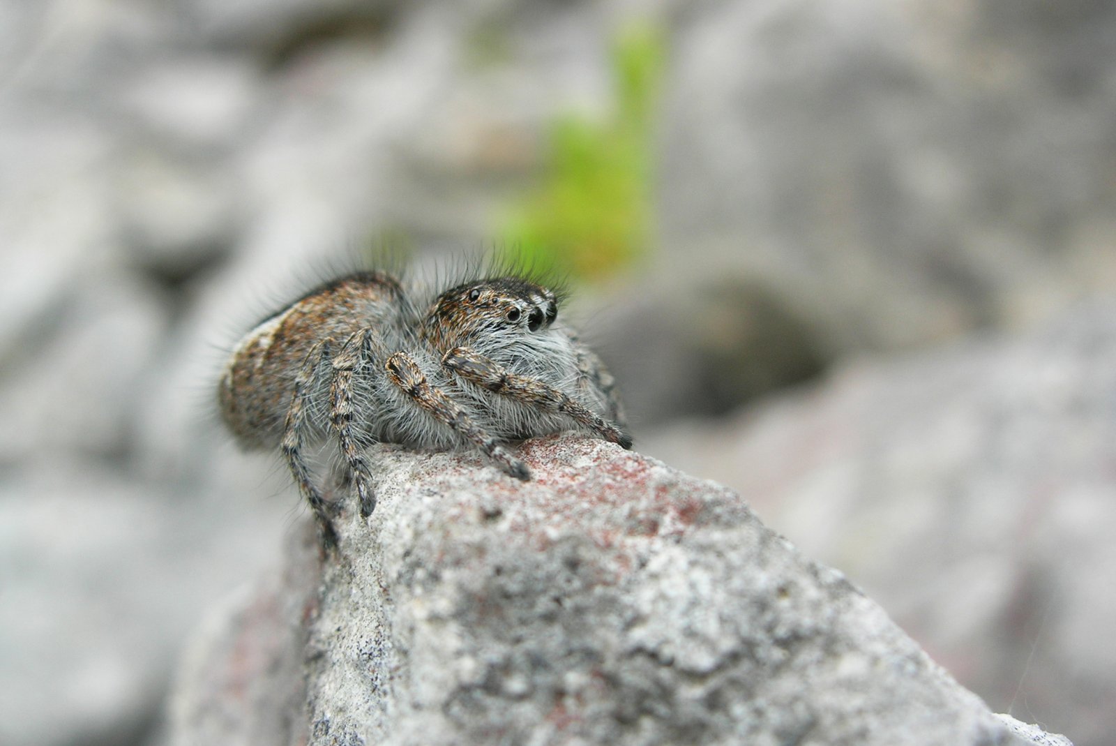 Fonds d'cran Animaux Araignes Prte  bondir !