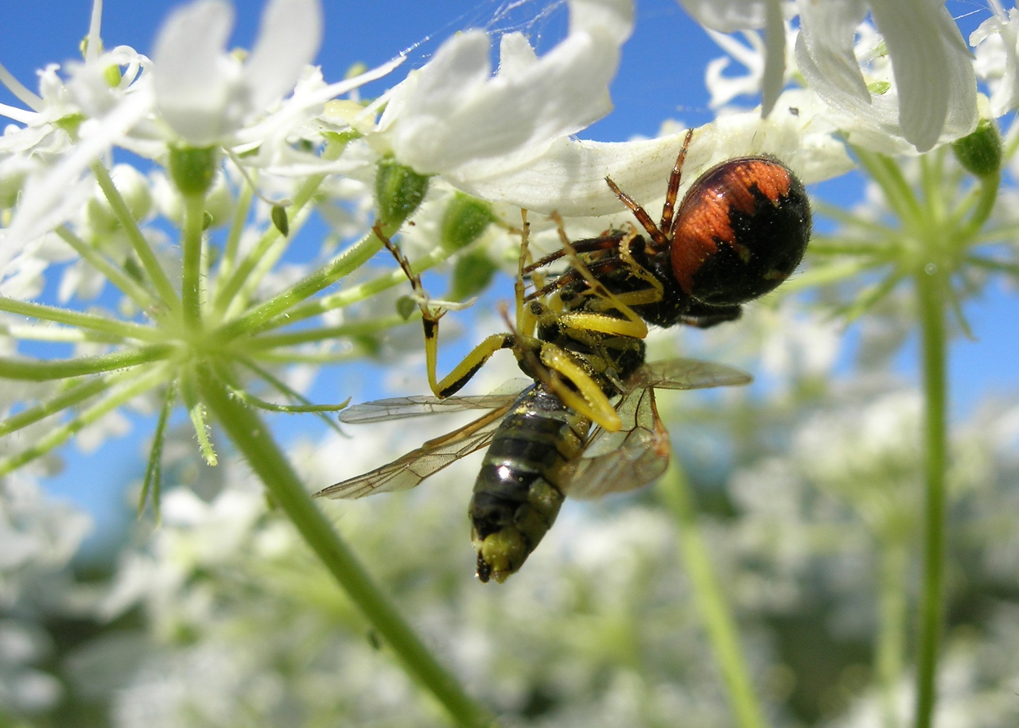 Fonds d'cran Animaux Araignes Belle sous les ombelles