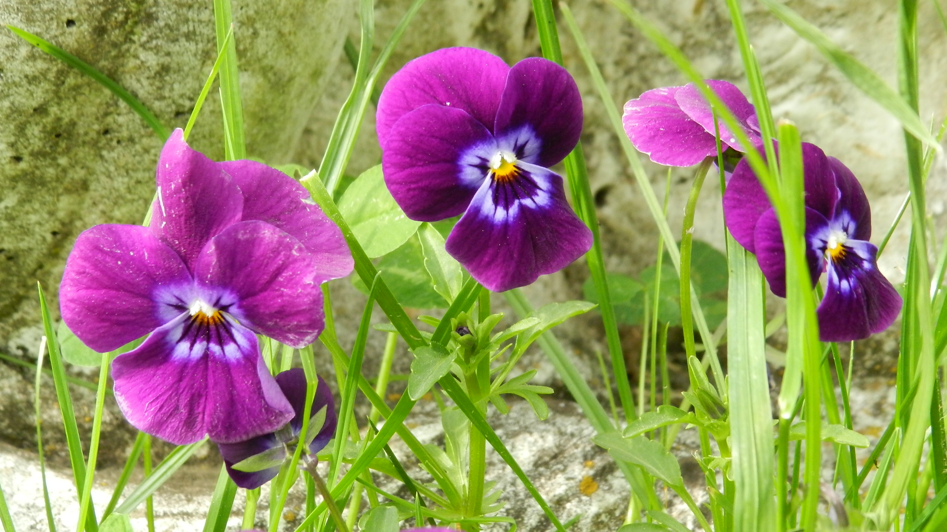 Fonds d'cran Nature Fleurs 