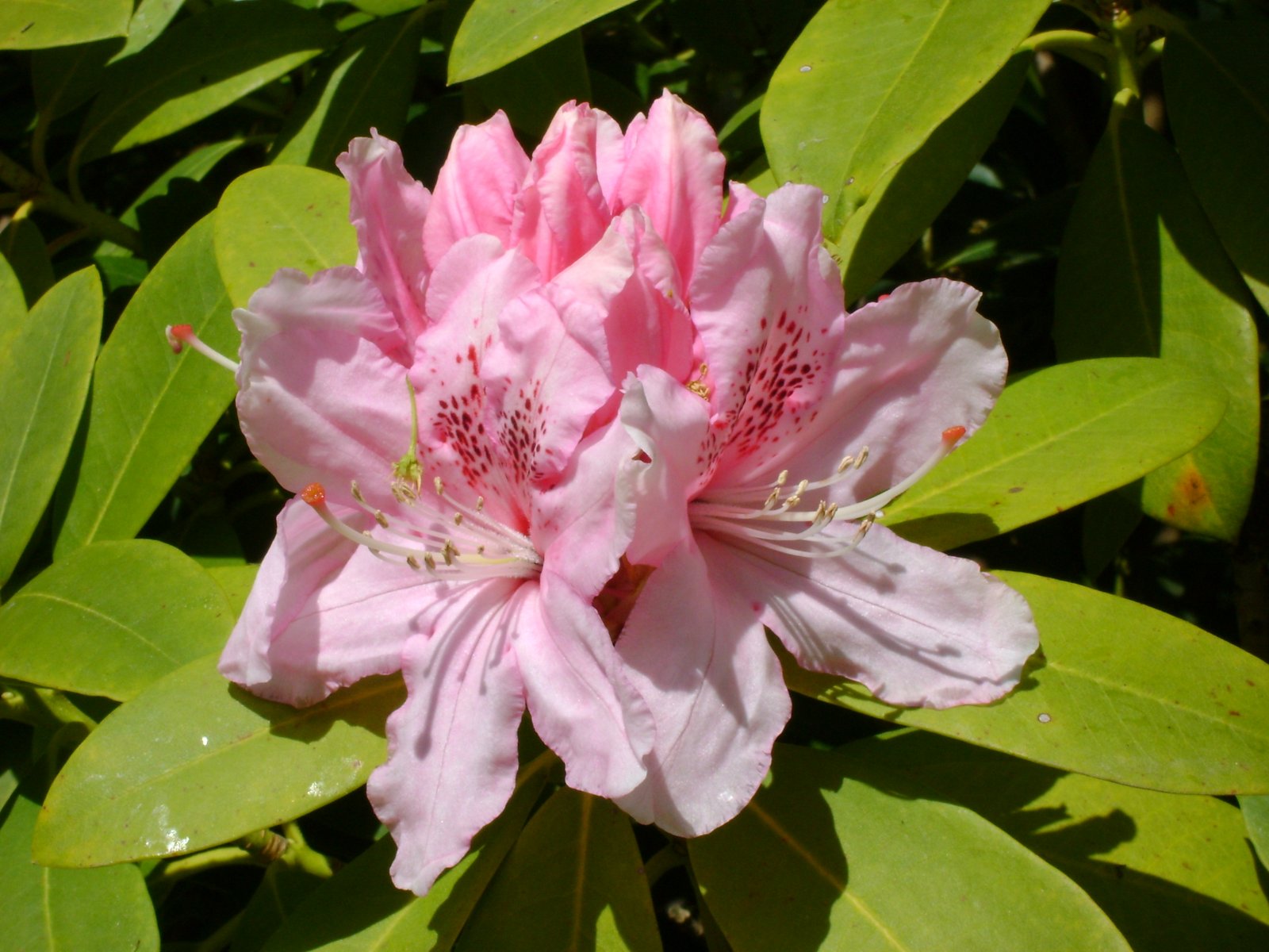 Fonds d'cran Nature Fleurs 